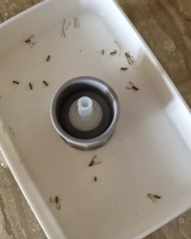 公寓单位内有白蚁出没，居民每晚花近两小时清除。（取自AsiaOne）