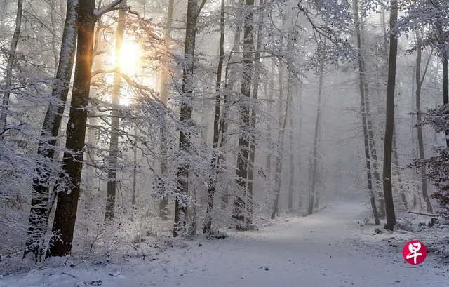 snow, winter, forest, nature, cold, snow landscape, winter magic, wintry, mystical, fog, foggy, forest path, sun, branches, deciduous trees, mood, light rays, romantic, light, snow, snow, winter, winter, winter, winter, winter （Pixabay - Sonyuser）