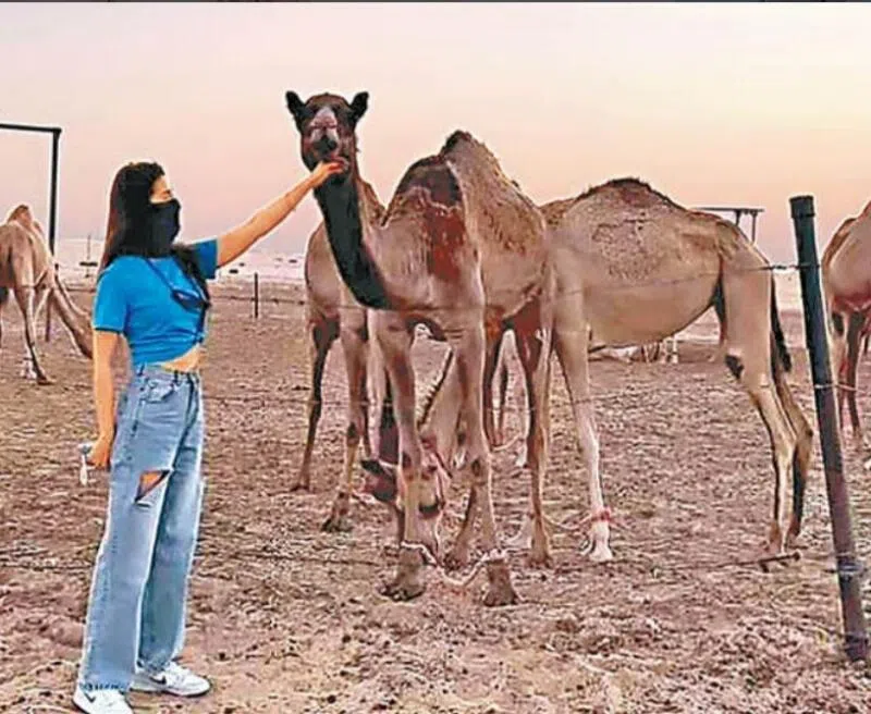 刘亦菲在阿布扎比的行程相当紧凑，当中包括在沙漠骑骆驼。（取自网络）