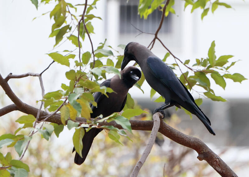 居民指乌鸦极具攻击性，经常袭击经过的居民。（潘丰源摄）