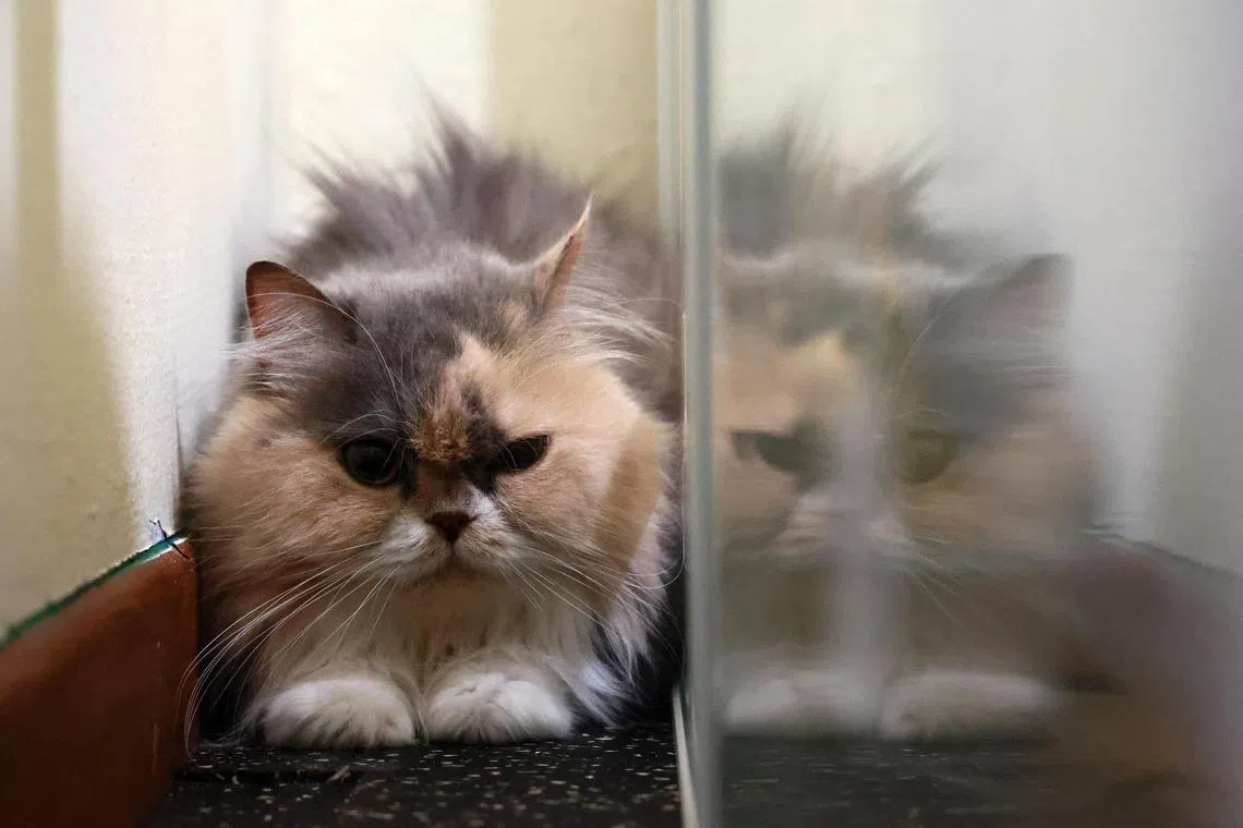 Yogi被带走前，躲在猫舍一角不愿出来。（潘丰源摄）