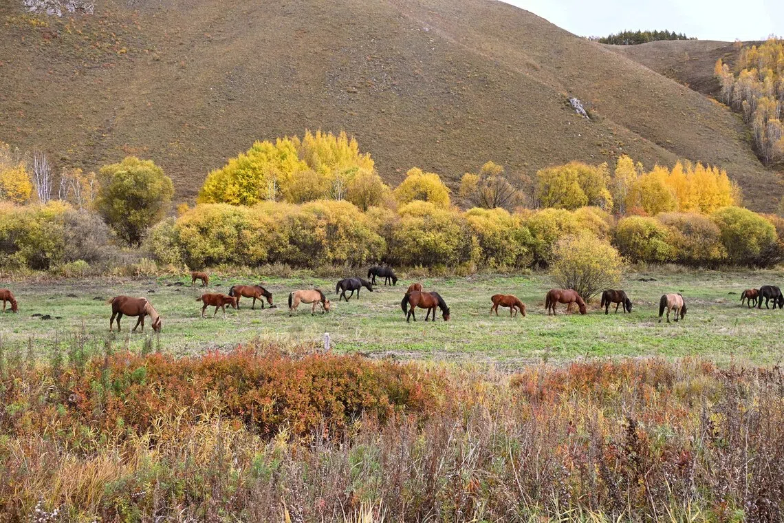 草原秋牧。（吴伟承摄）