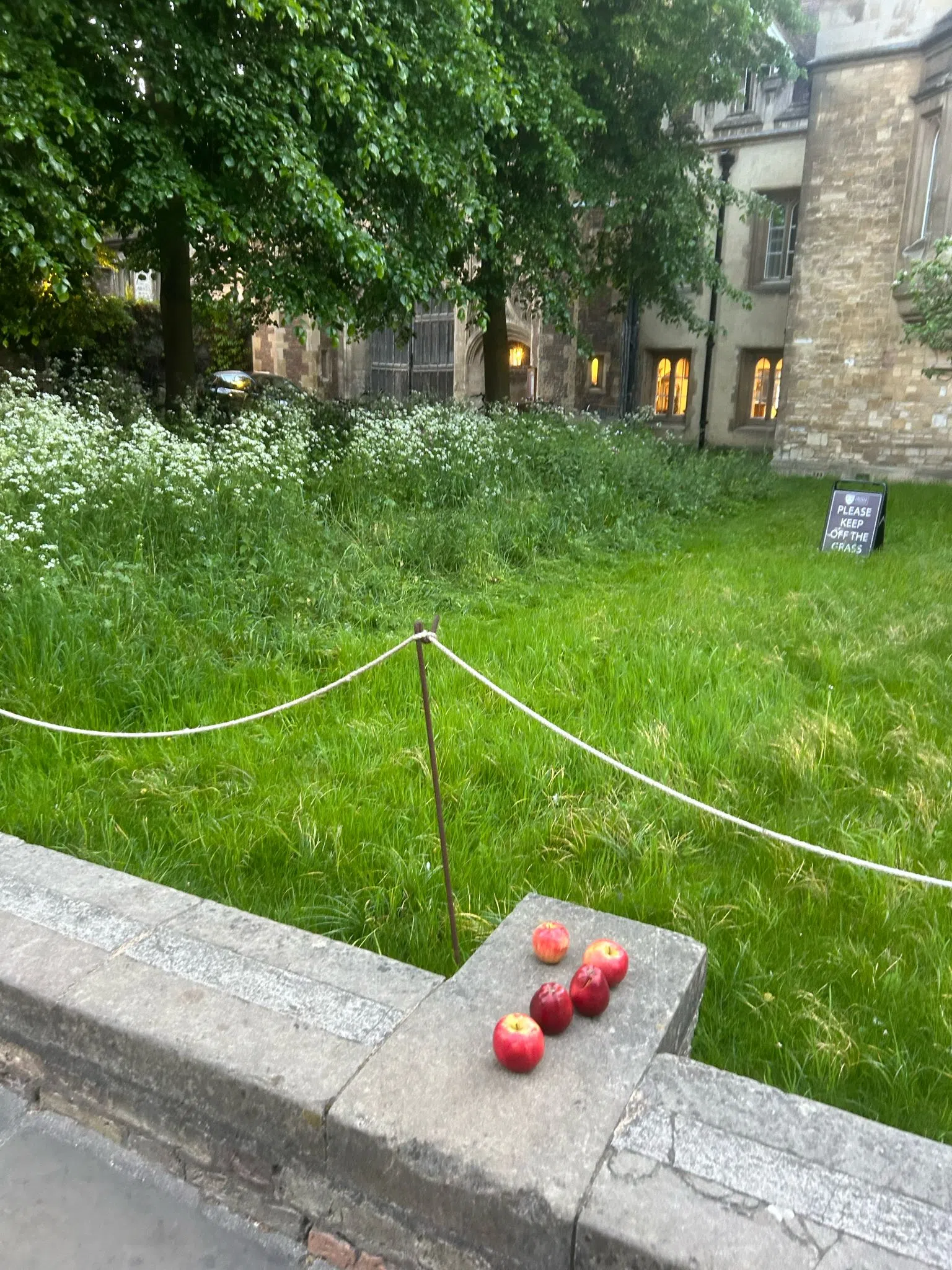 三一学院门前的苹果。（邬佳芮摄）