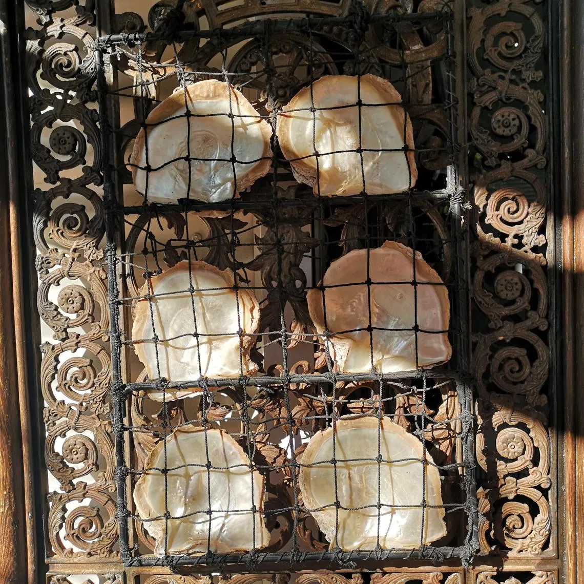 光泽迷人的珍珠贝壳。（黄匡宁摄）