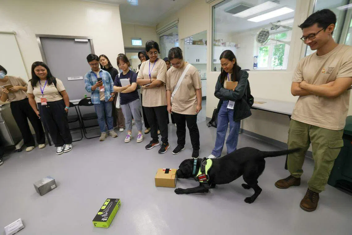 新加坡公园局K9小组嗅探犬Pablo今年四岁，可在数秒内从10多个包裹中嗅出犀牛角。（ 蔡家增摄）