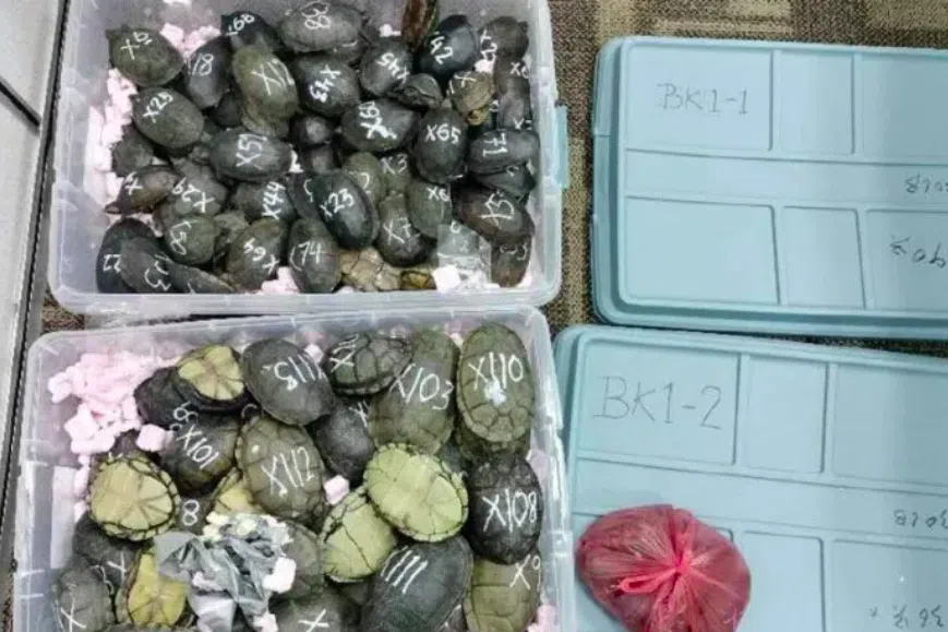 116只蝎泽龟藏行李 越南男子吉隆坡机场被捕