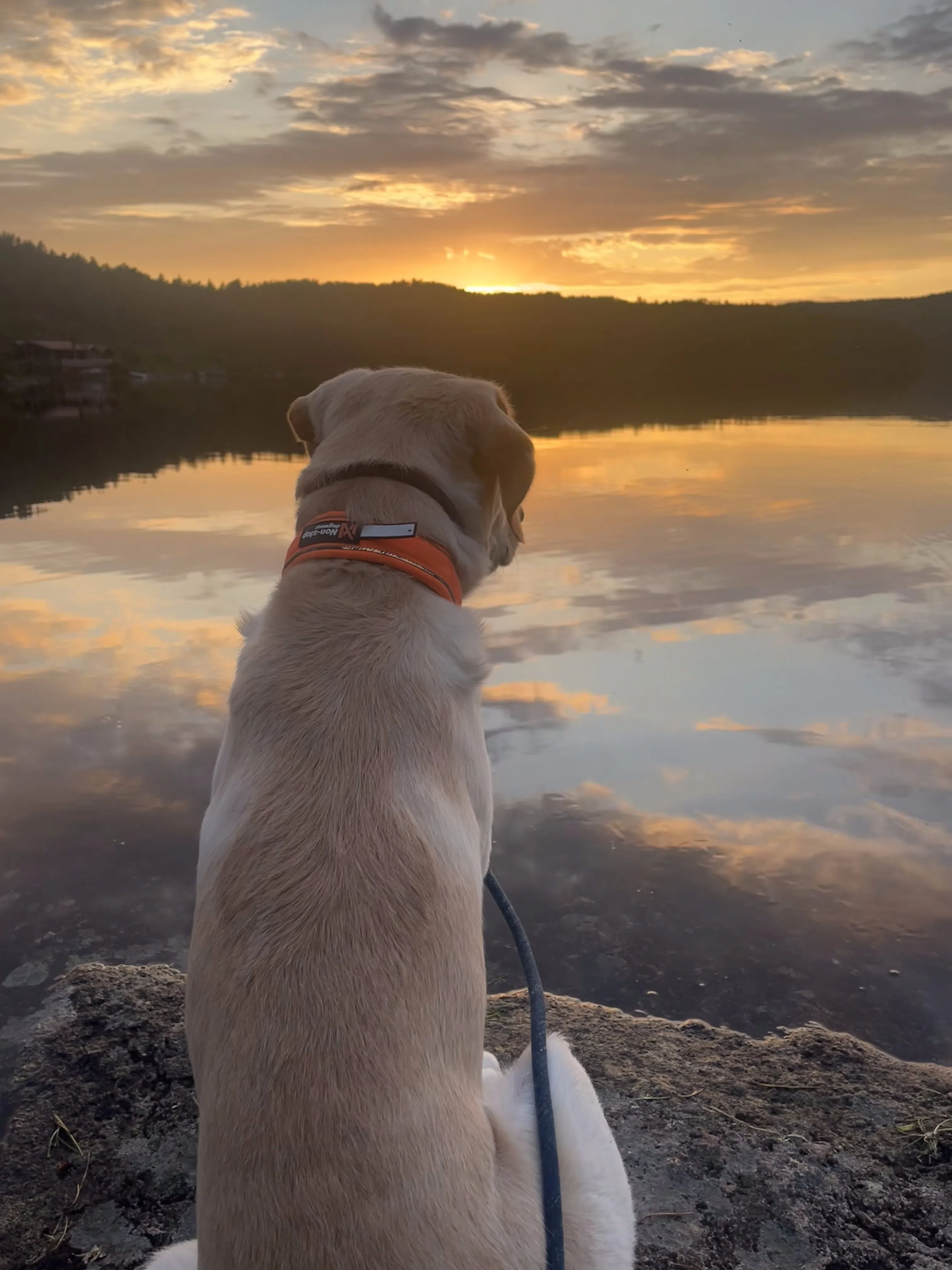 Butter随主人一起到挪威探亲时留影。（受访者提供）