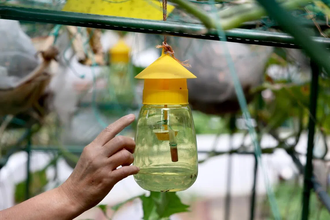 菜架上的信息素诱捕器通过气味吸引雄性果蝇，以减少繁殖数量。（龙国雄摄）