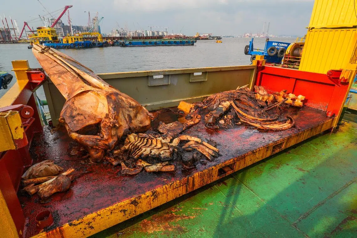 剥离骨架是体力活，博物馆每天安排五至六人进行解剖须鲸。图摄于9月26日，即解剖工作的第10天。（林泽锐摄）