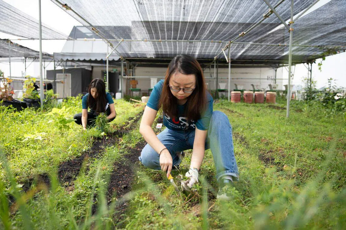 爱吃也爱煮的罗萱励（前）一直对种菜感兴趣，现在对投入农业所需的坚韧有更深一层体会。（特约摄影沈康雄摄）