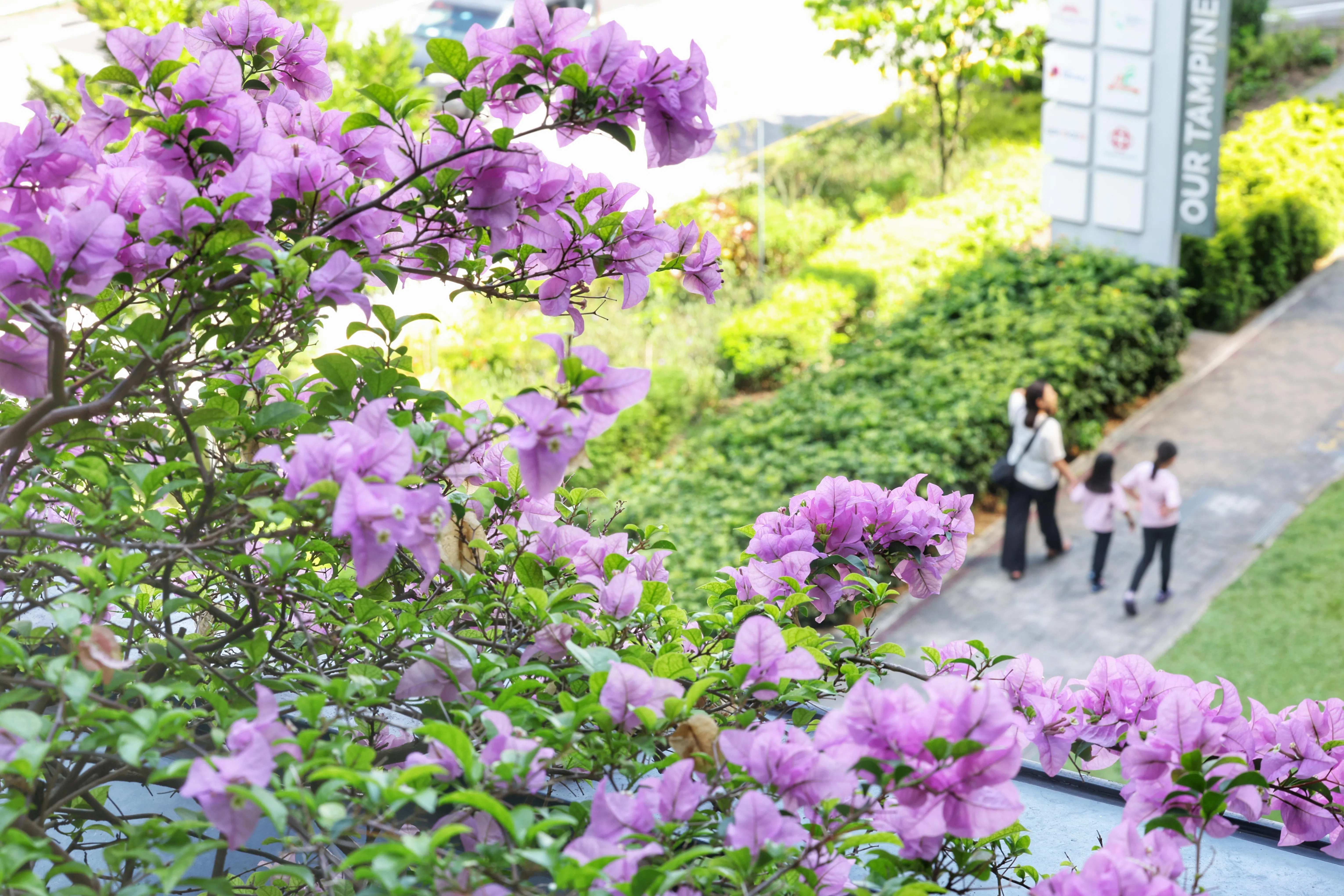 九重葛也称为三角梅，是新加坡街头最常见的观赏植物之一，九重葛真正的花，是藏在中央的小白花，而外围鲜艳的部分是苞叶。（郑一鸣摄）