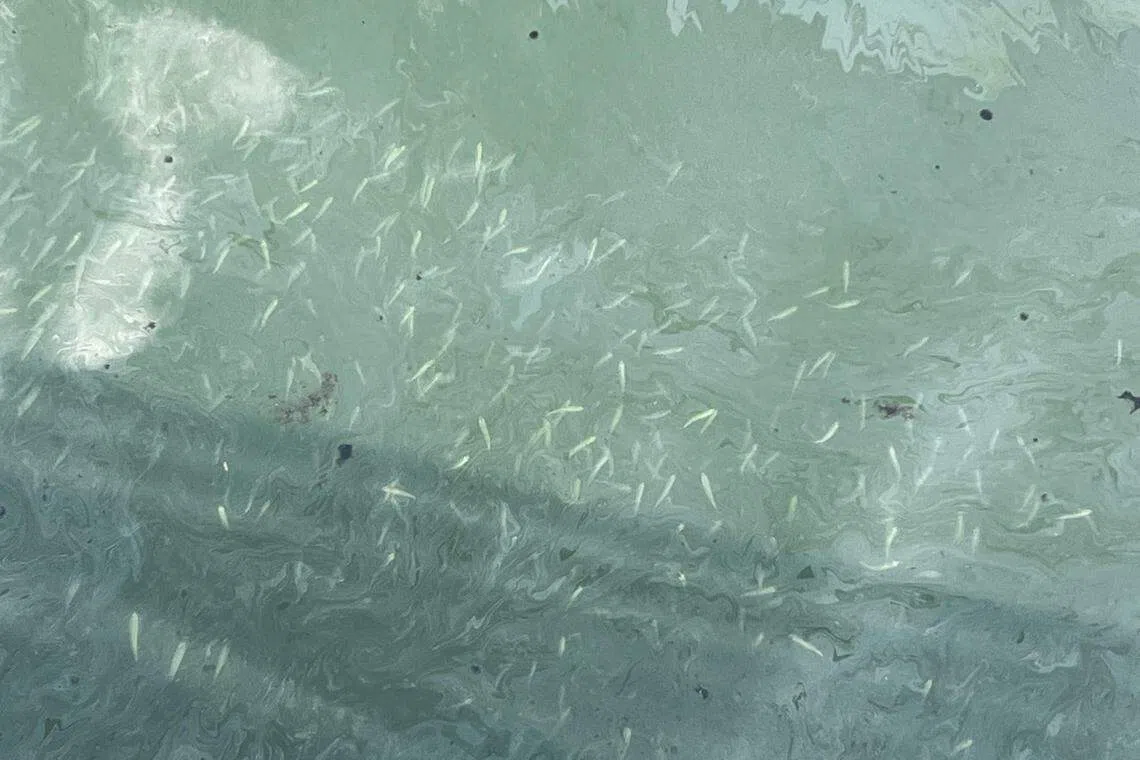 在圣约翰岛码头，水面上仍有浮油，底下鱼群游动。 （杨烨摄）