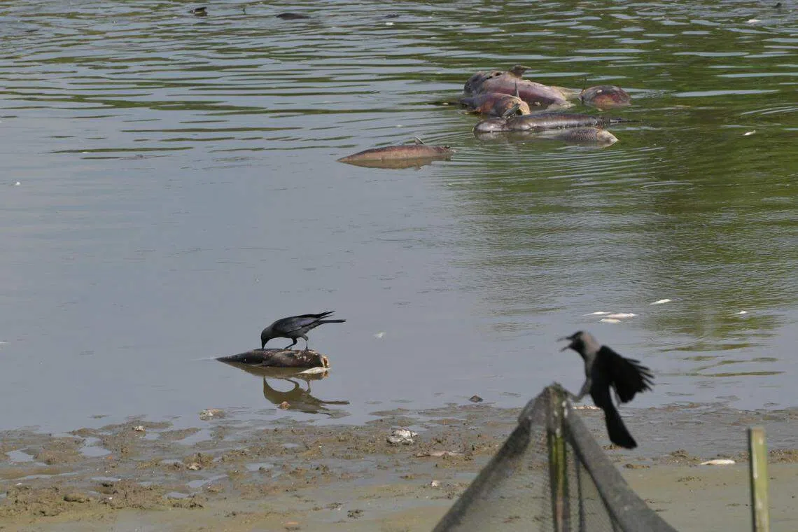 旧原生园内的鱼池浮满大量死鱼，吸引乌鸦飞来叼食。（唐家鸿摄）