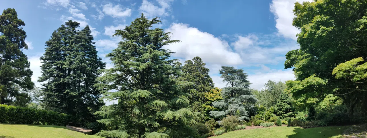 图帕雷花园内的参天大树，绿得滴翠，绿得壮美，又绿得缤纷，衬托着蓝天白云，风景十分迷人。（陈静芳摄）