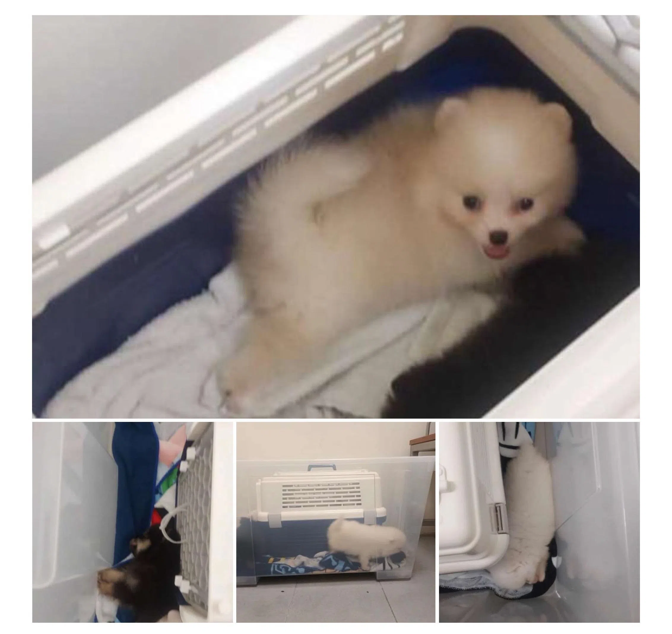 移民与关卡局人员在白家豪的后车厢搜出五只放在塑料箱的博美幼犬，它们都感染了犬细小病毒。（取自法庭文件）