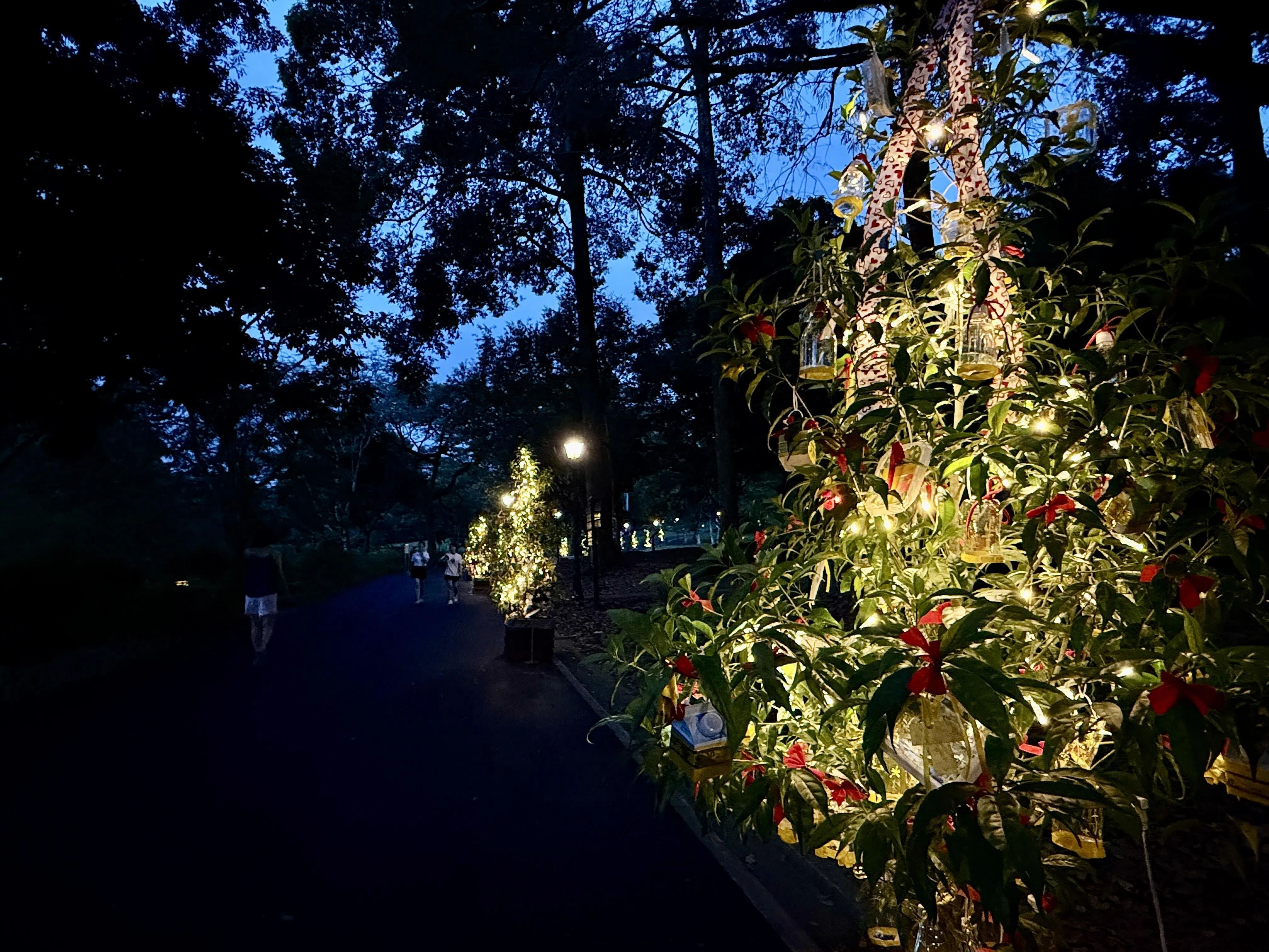 夕阳西下后，一棵一棵圣诞树，一闪一闪亮晶晶。（陈映蓁摄）