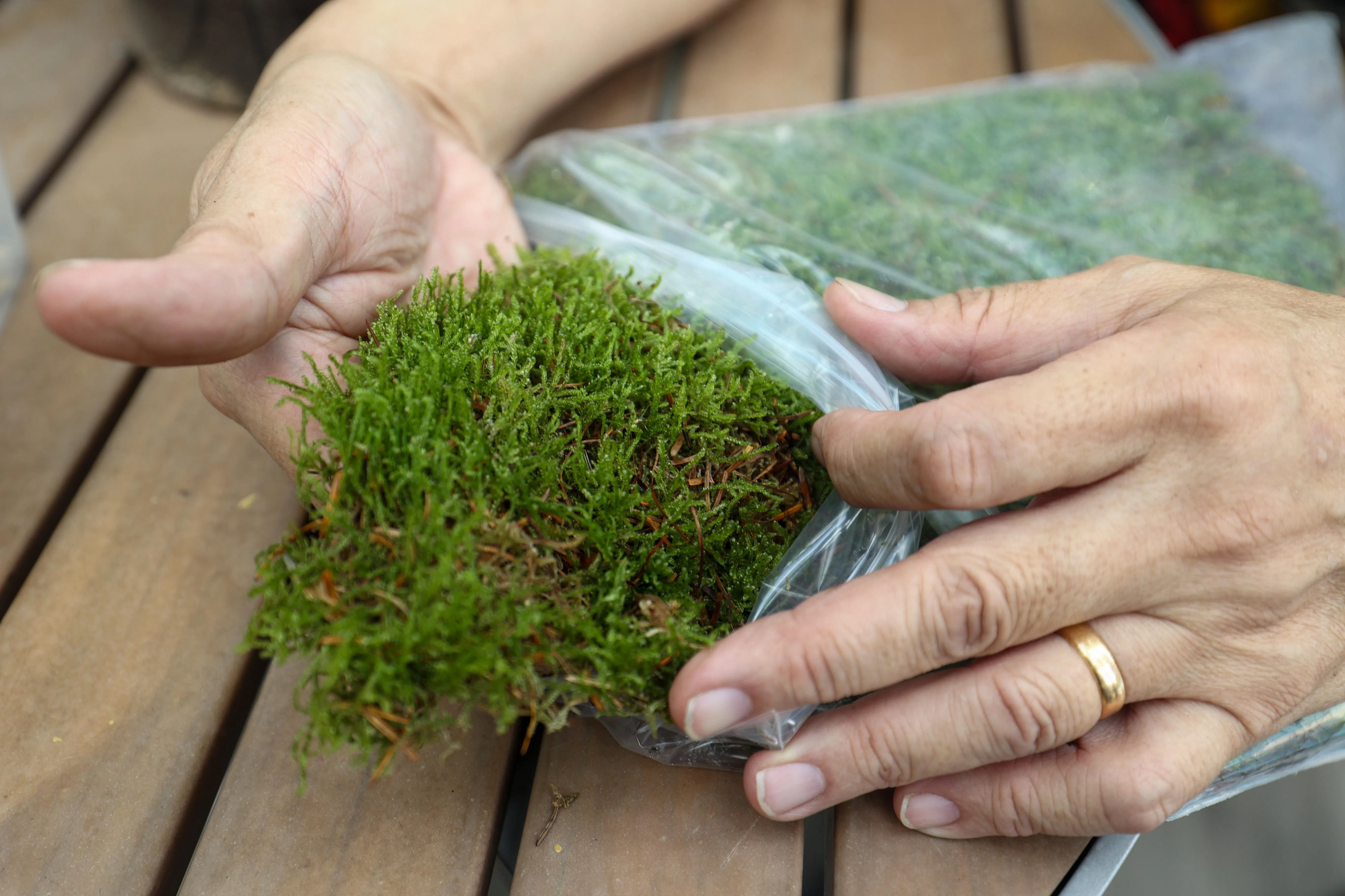 藓类是营造绿意和地表覆盖的绝佳选择。（白艳琳摄）