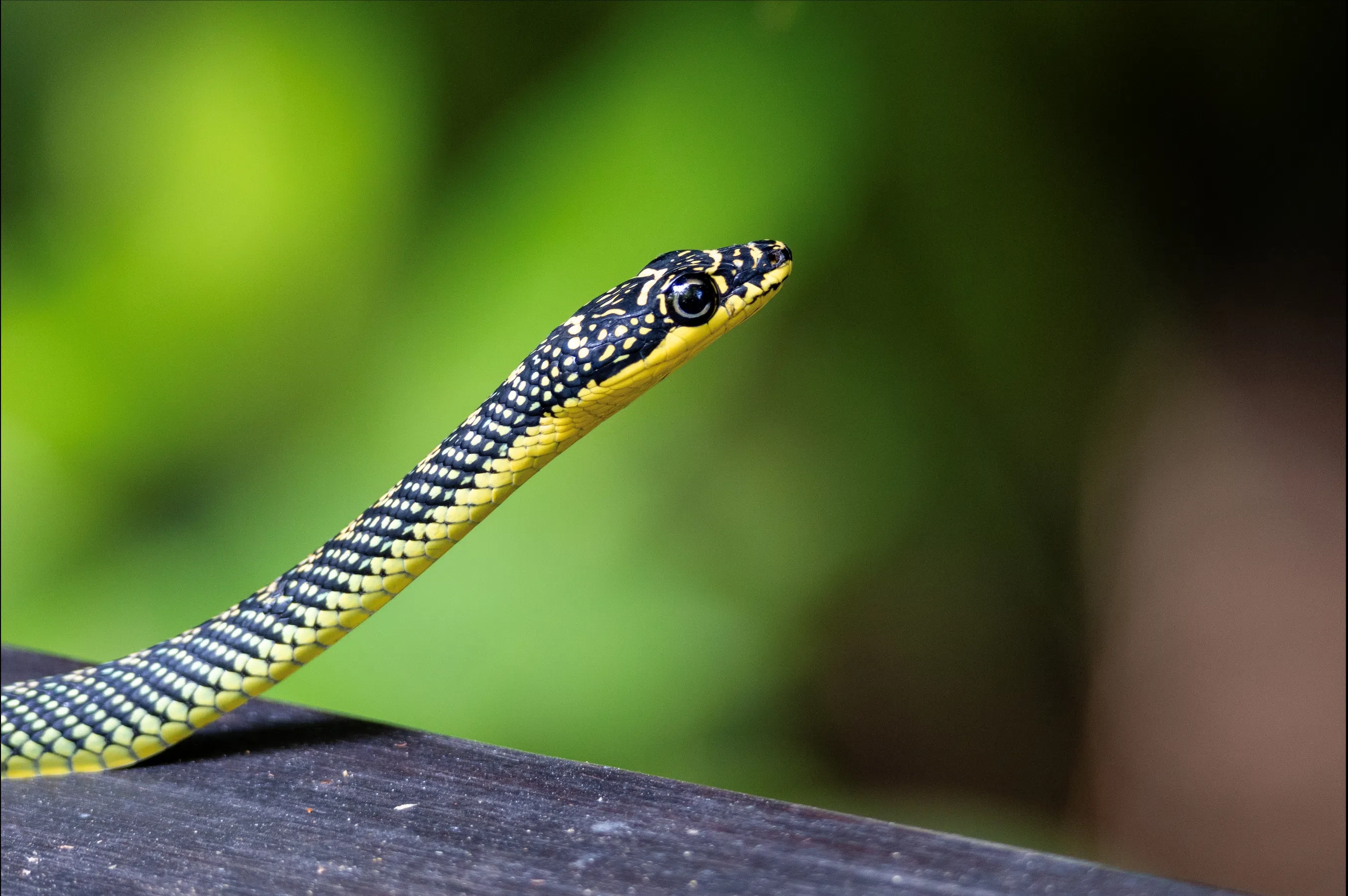 天堂金花蛇生活在树上，能在树与树之间滑翔。（坎南·拉贾提供）
