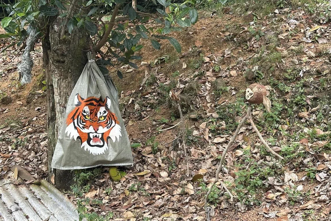 《山中无老虎》展品几乎与当地环境融为一体，左为阻吓猴子而绘上虎头的水果袋，右边为采用椰壳和树叶制成的猴子模型。（孙靖斐摄）