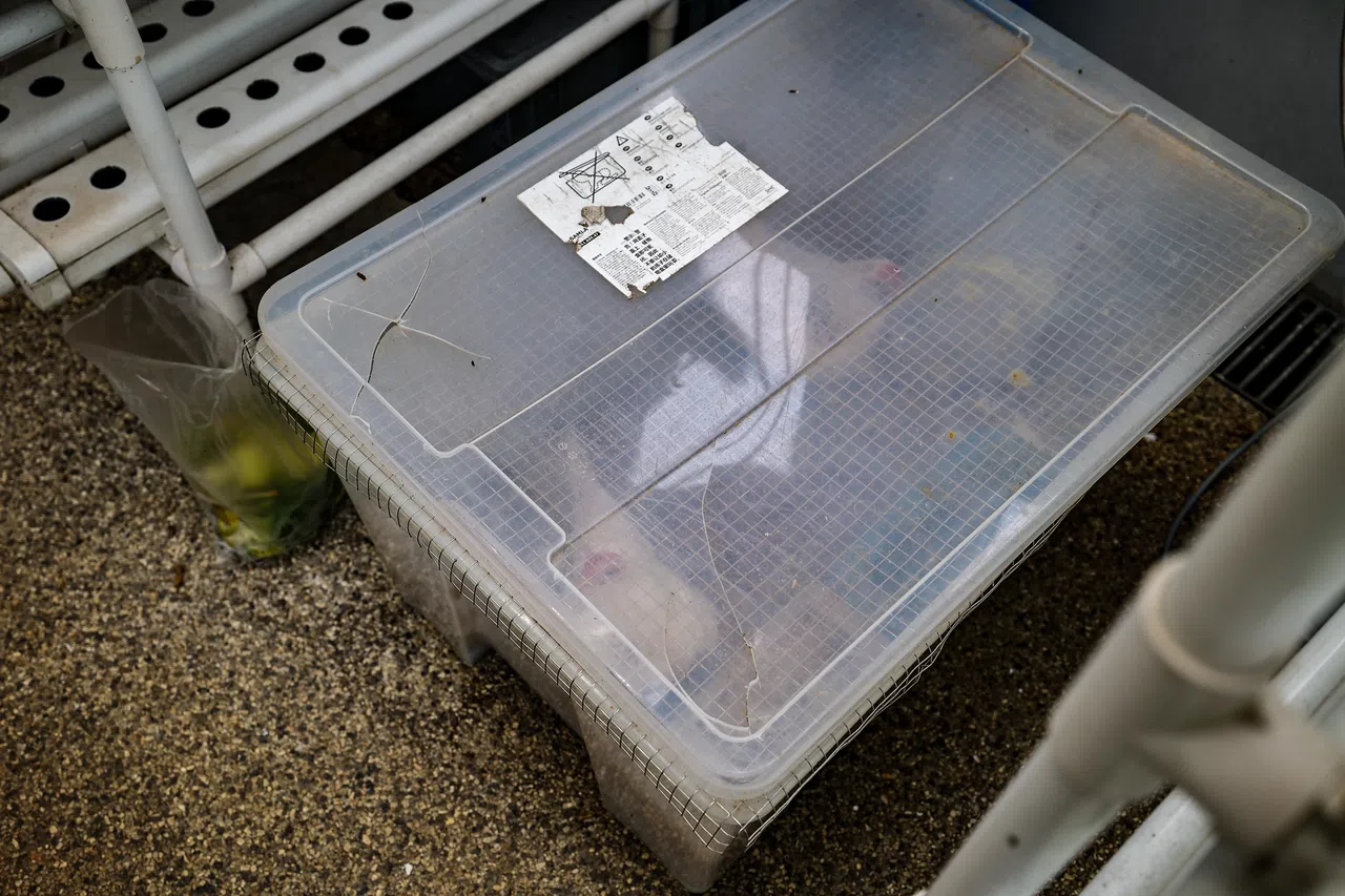 《联合早报》记者7月2日到义顺11道第429座多层停车场顶层的社区花园时，鸡还被关在鸡舍和收纳箱里。（关俊威摄）