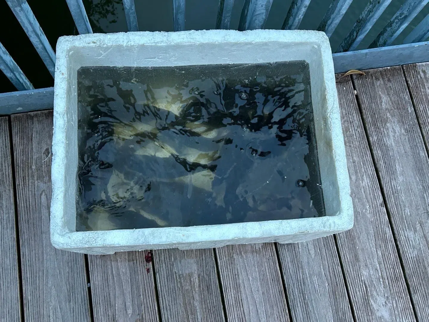 提倡可持续垂钓的网络平台Jives Fishing联合创办人张学慎说，湖里的罗非鱼相信是布氏非鲫，它们身体有独特的黑白相间垂直条纹，类似斑马纹路。（取自小红书）