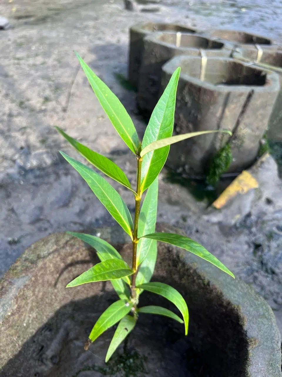 红树可在捍卫海岸和固碳等应对气候变化上发挥重要作用。（受访者提供）