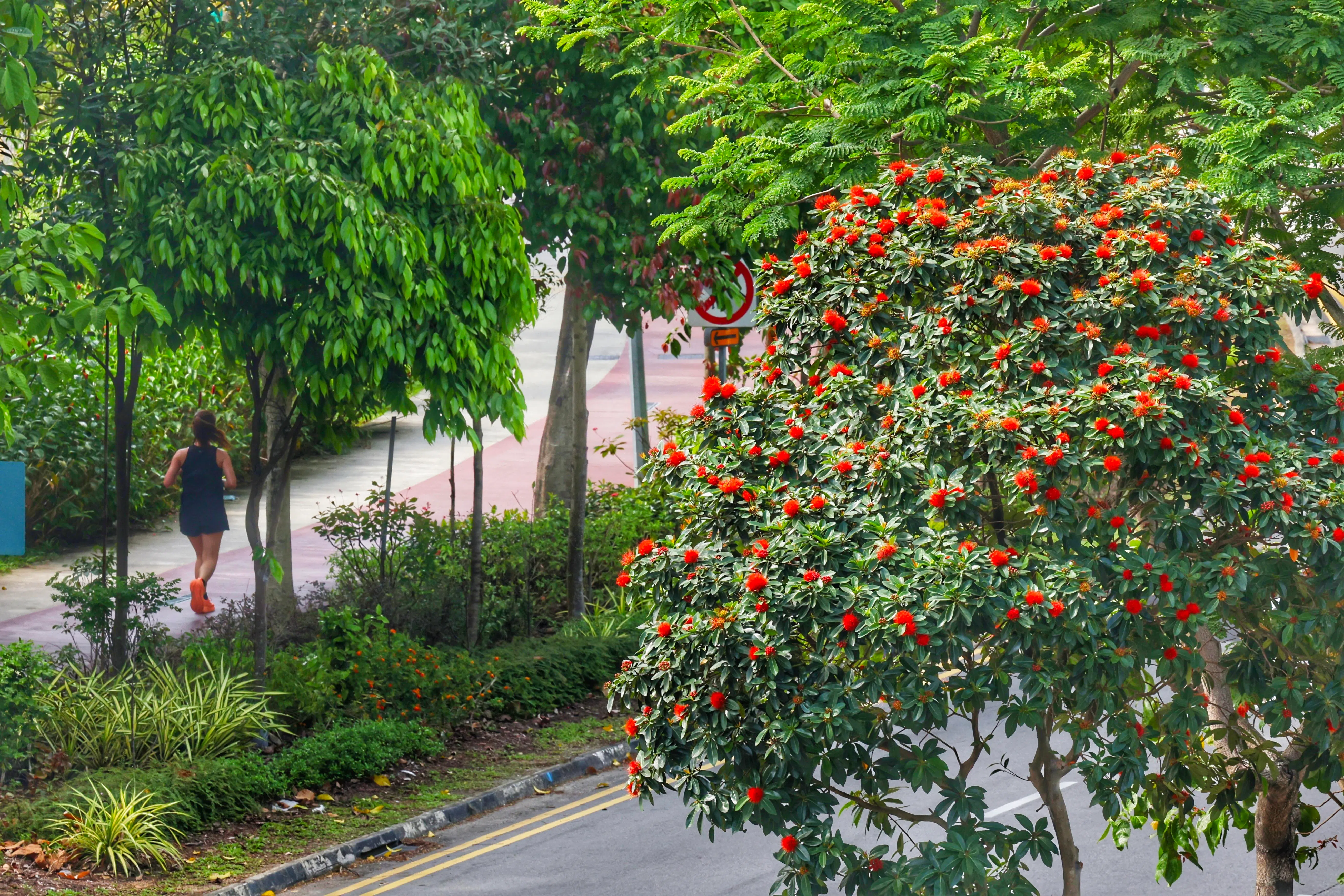 在1月底较为干燥的天气后，2月份的充沛降雨促使部分植物在3月初迎来花期相继绽放。（郑一鸣摄）