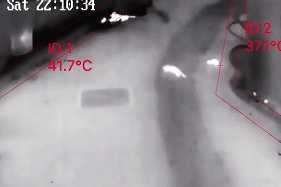 具有热探测功能的监控摄像机，记录了鼠群在夜间活动的画面。（国家环境局提供）