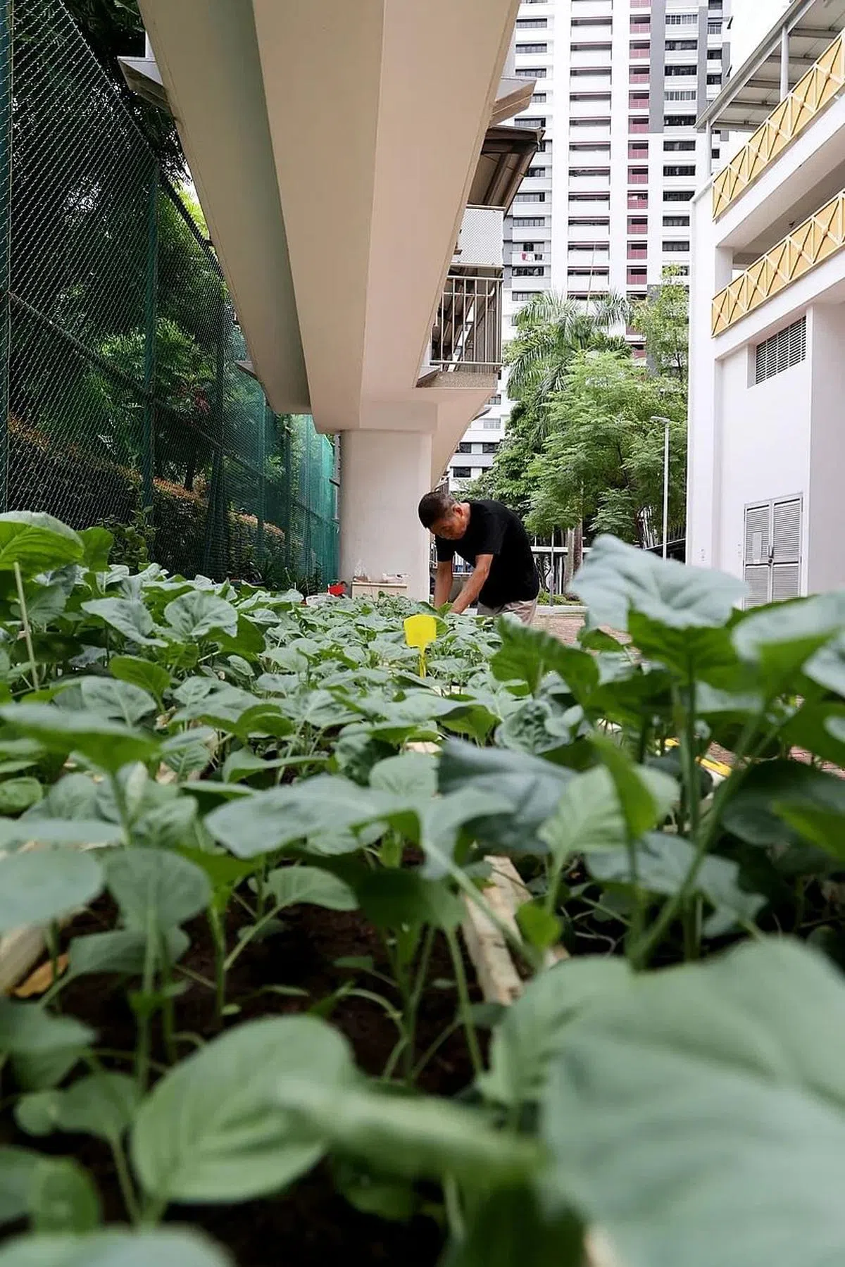 陈建国每天在菜园劳作七八个小时，种植的蔬菜除了自己吃，也分给街坊和清洁工。（龙国雄摄）