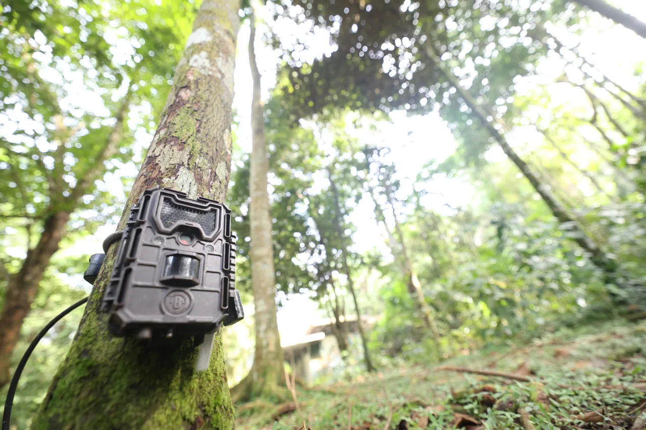 根据观测对象的高度，将相机陷阱绑定在树干接近地面位置，方便观察小型动物如鼷鹿或穿山甲。（郑一鸣摄）