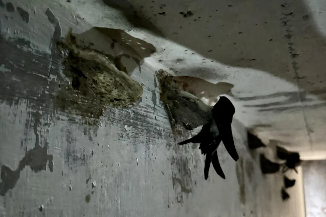 燕窝上挂着似花的饰物，原来是沉睡中的小燕子。（陈宇昕摄）