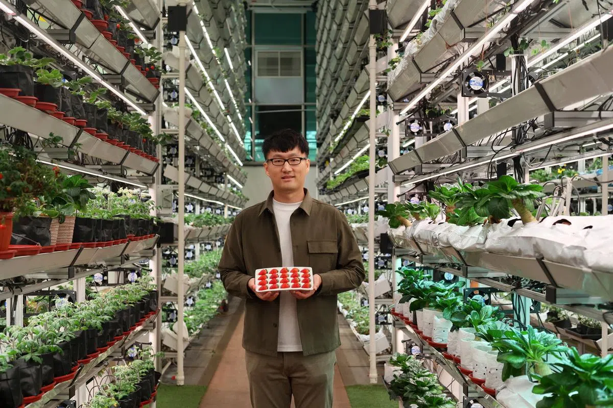 鲍晟杰成功研发出世界上第一个热带草莓品种。（龙国雄）