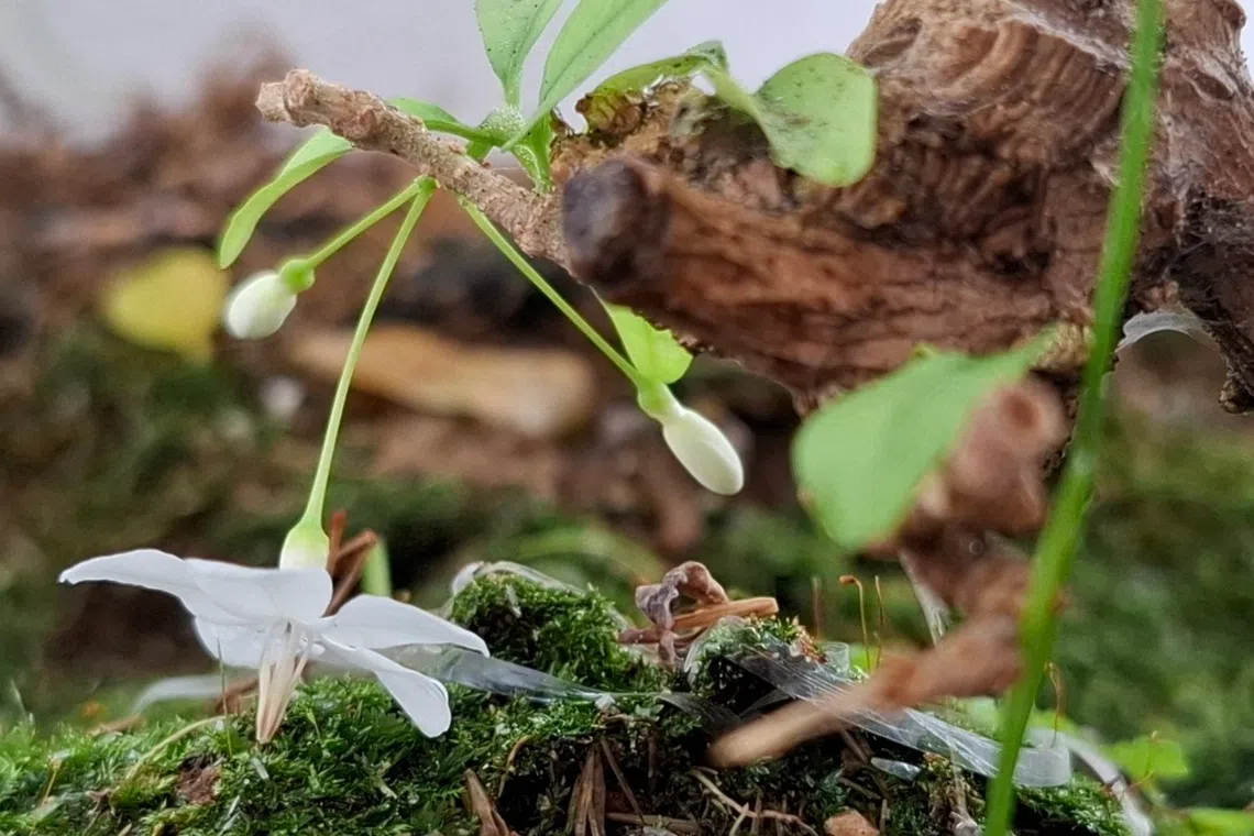 水梅老茎开花，誓要完成洁白的一生。（夏心摄）
