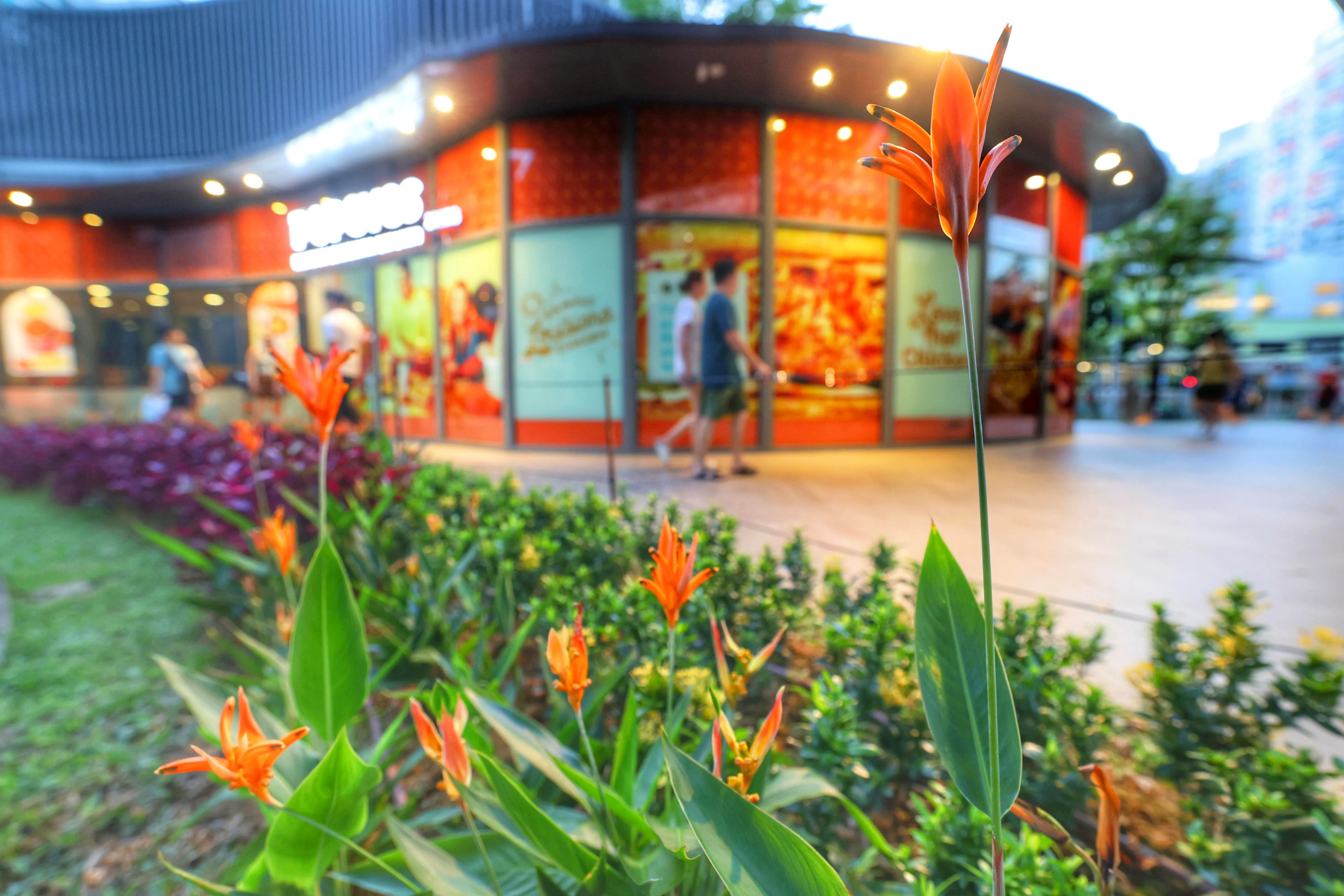 橙色的天堂鸟，学名是鹤望兰，也是本地常见的植物之一。（郑一鸣摄）