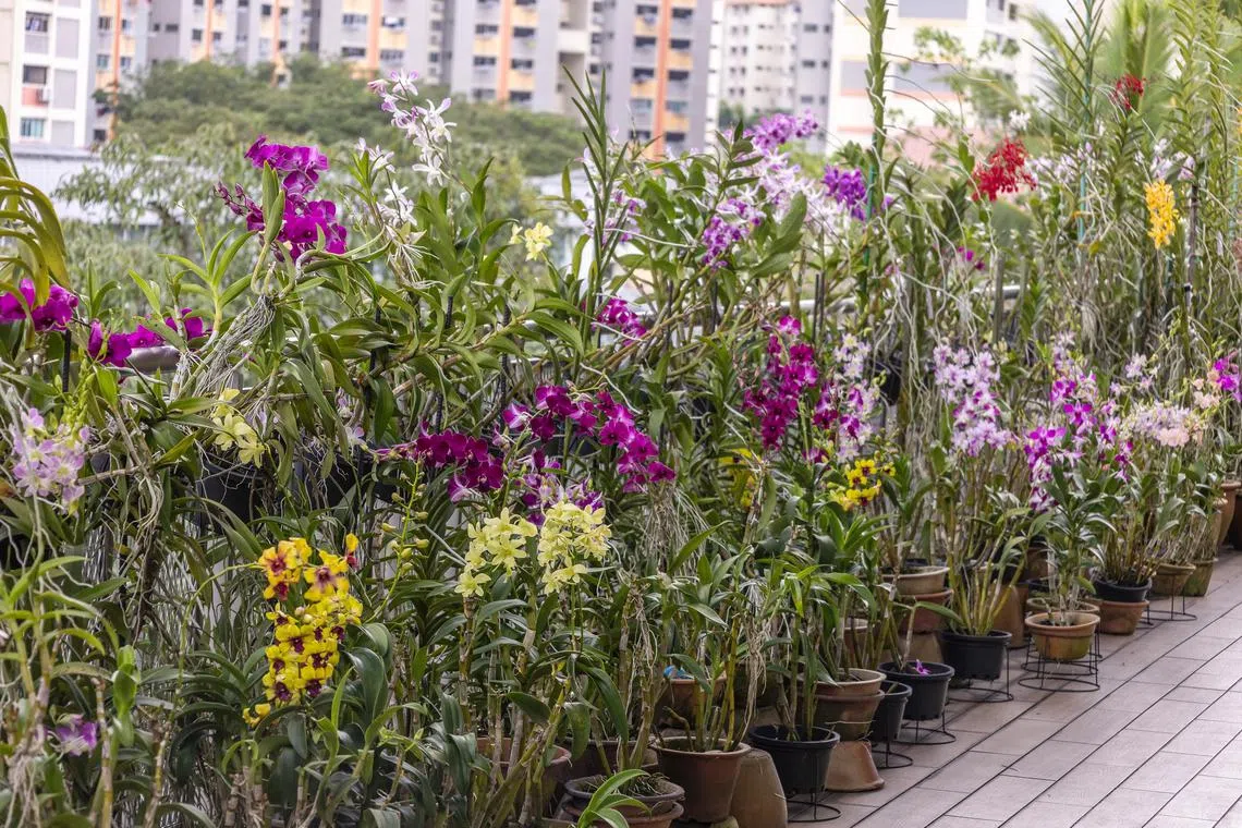 西海岸民众联络所的屋顶胡姬花园种有逾400株胡姬花，涵盖的品种与杂交种有大约60个，其中包括国花卓锦·万代兰。这个花园去年获颁“年度花园奖”，是居民赏花与交流的好去处。（国家公园局提供）