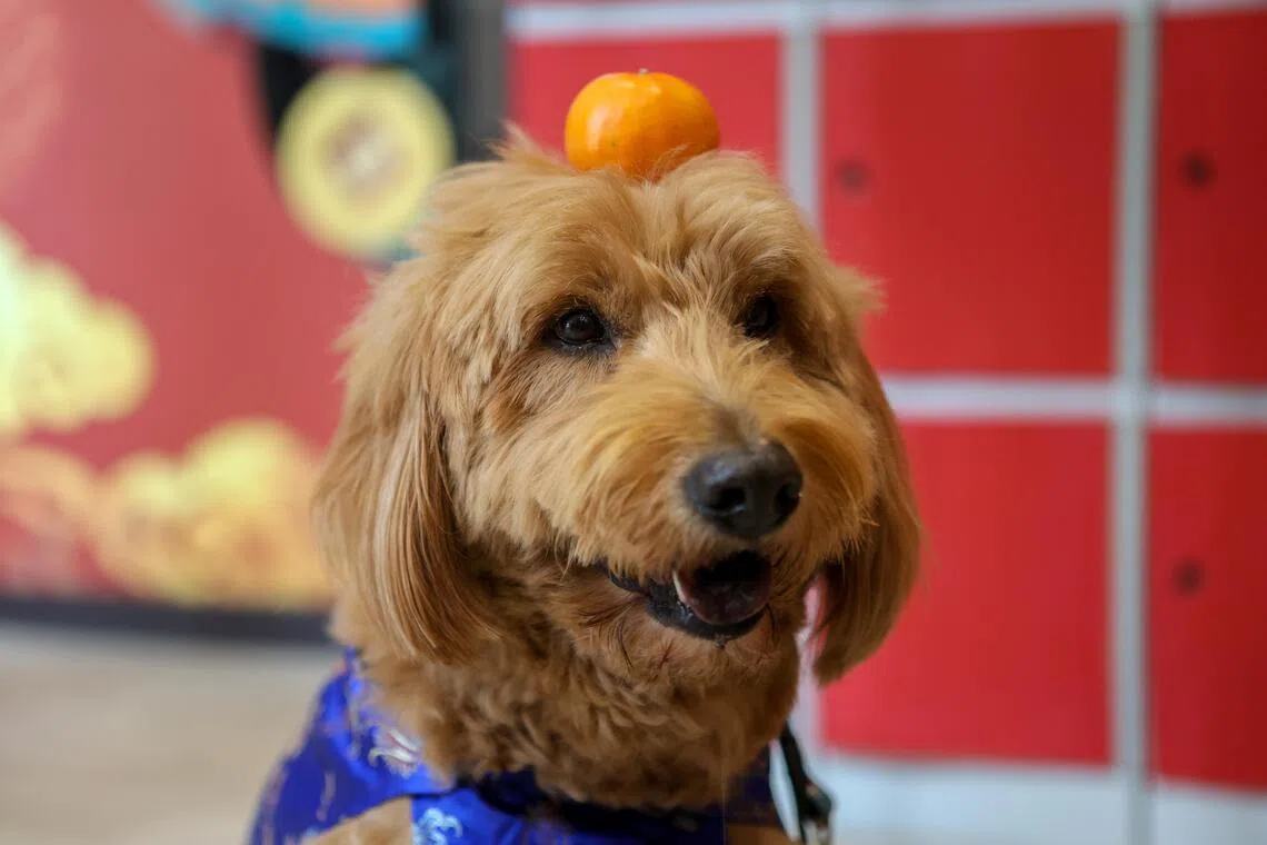 配合农历新年，黄金贵宾犬贝黎的主人让它穿上明亮的蓝色小背心，让它走访雅西西慈怀病院日间护理中心，展示用头顶着拜年柑的新把戏，为病患献上新年祝福。（特约李姿仪摄）