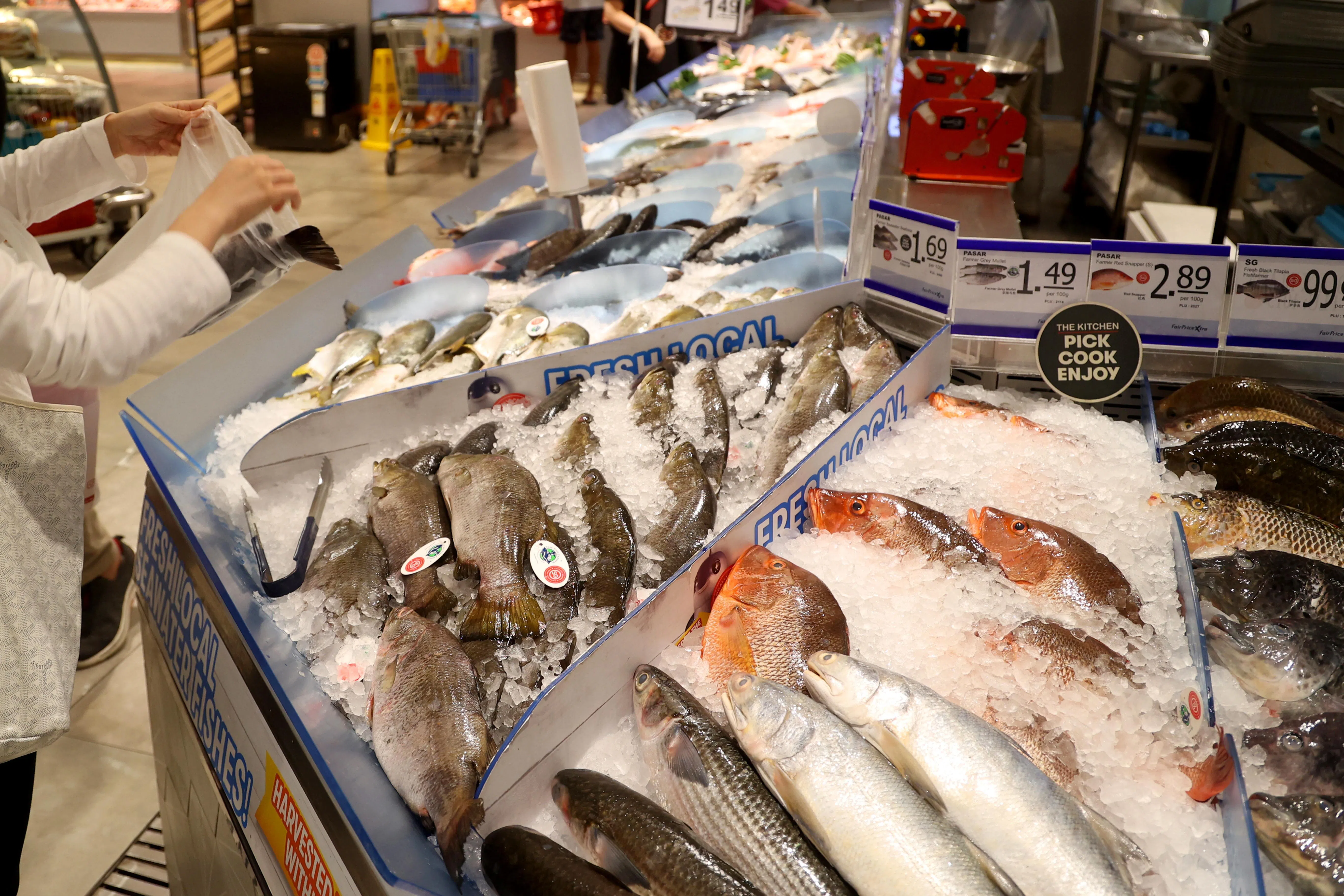 食品局受询时说，国家水产养殖种鱼中心已建立红鲷鱼育种群体，今年会供应鱼卵。（吴先邦摄）