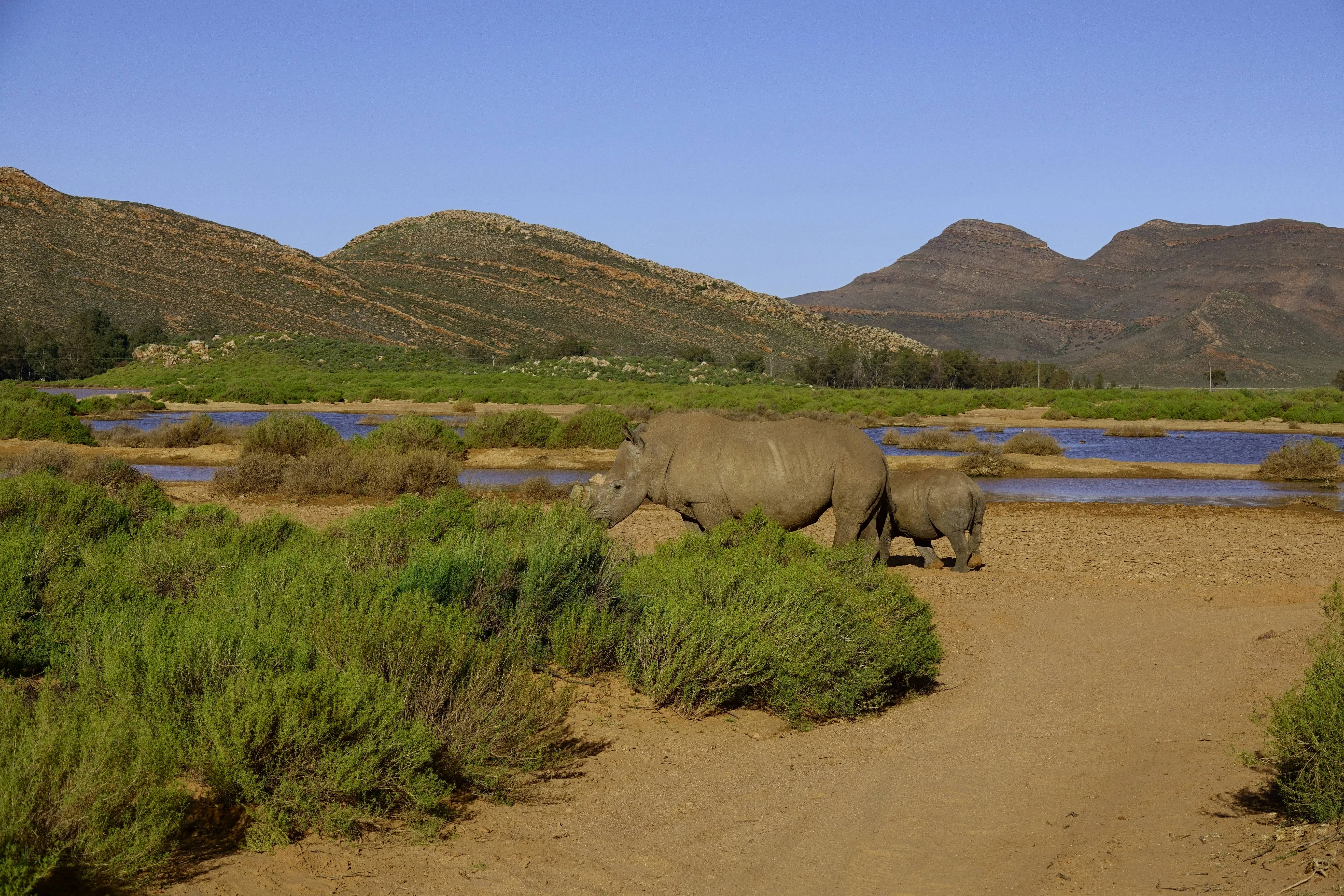 行走在远山绿水间的犀牛。（陈鹏志摄）