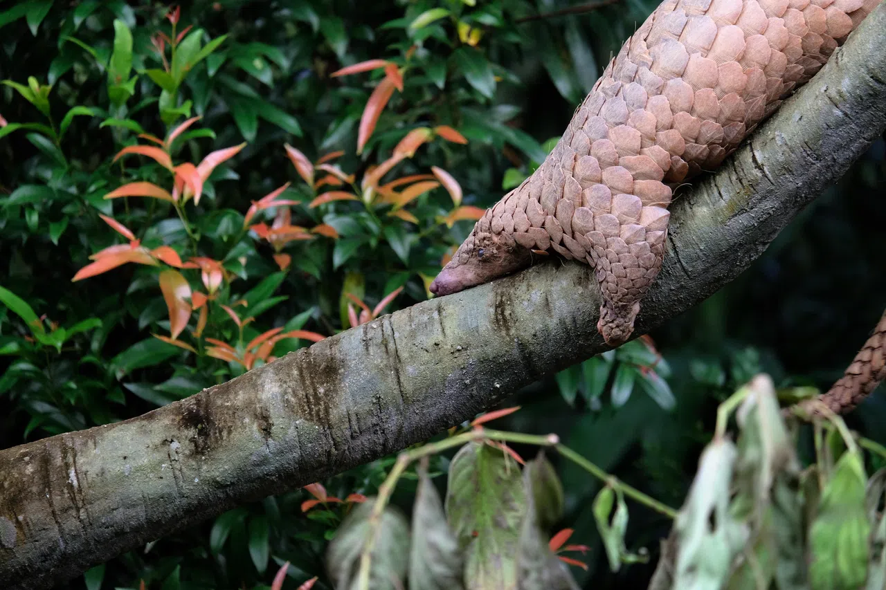 本地的马来穿山甲（Sunda Pangolin）是全球濒危动物之一。（档案照）