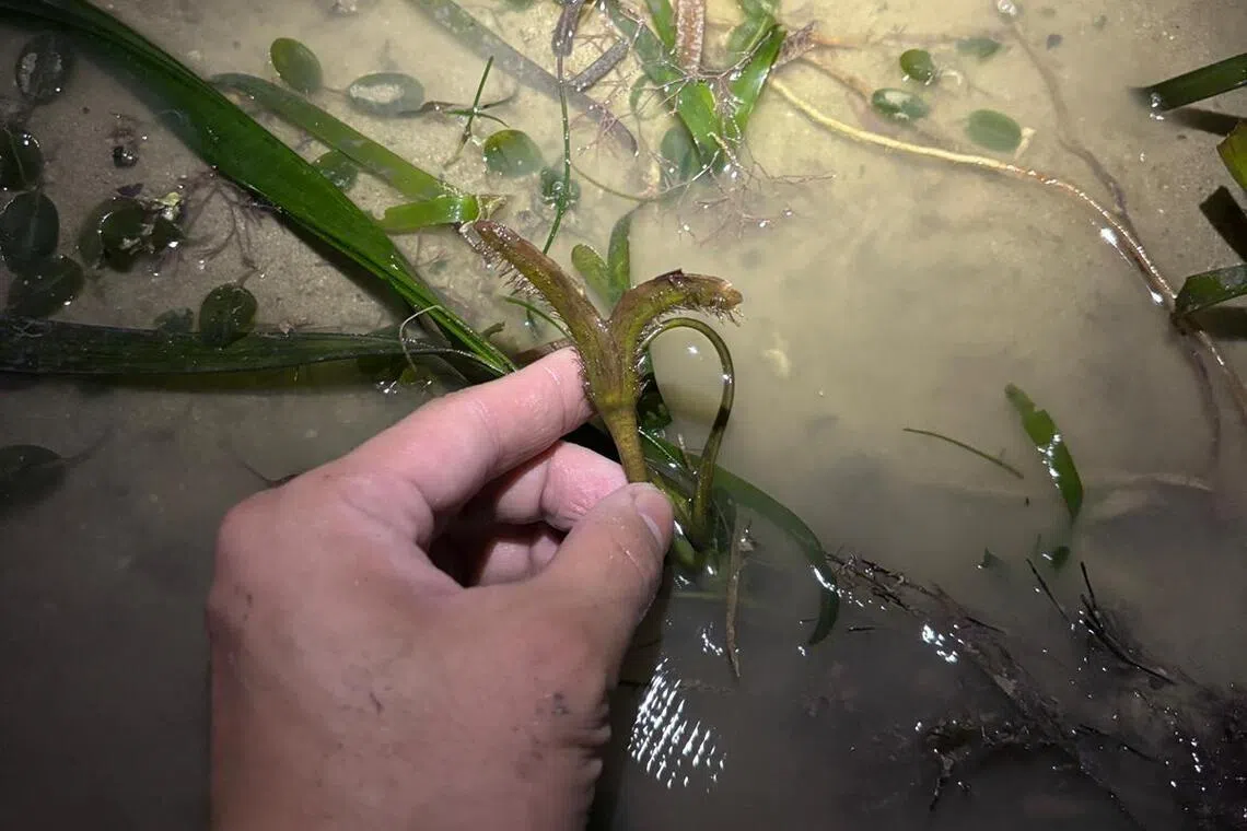 海草是唯一在水中开花结果的植物。图为带状海草的花。（受访者提供）