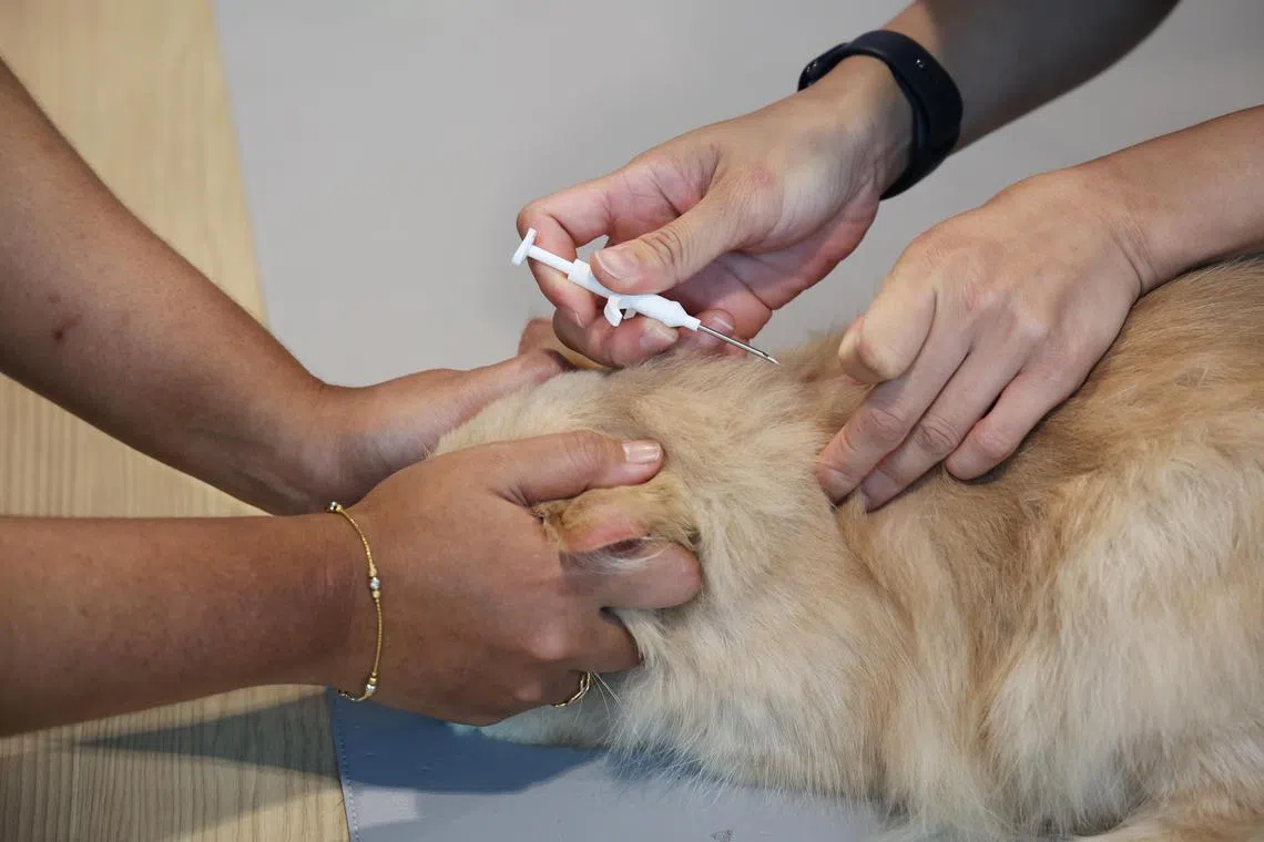 微晶片植入可在瞬间完成。（蔡家增摄）