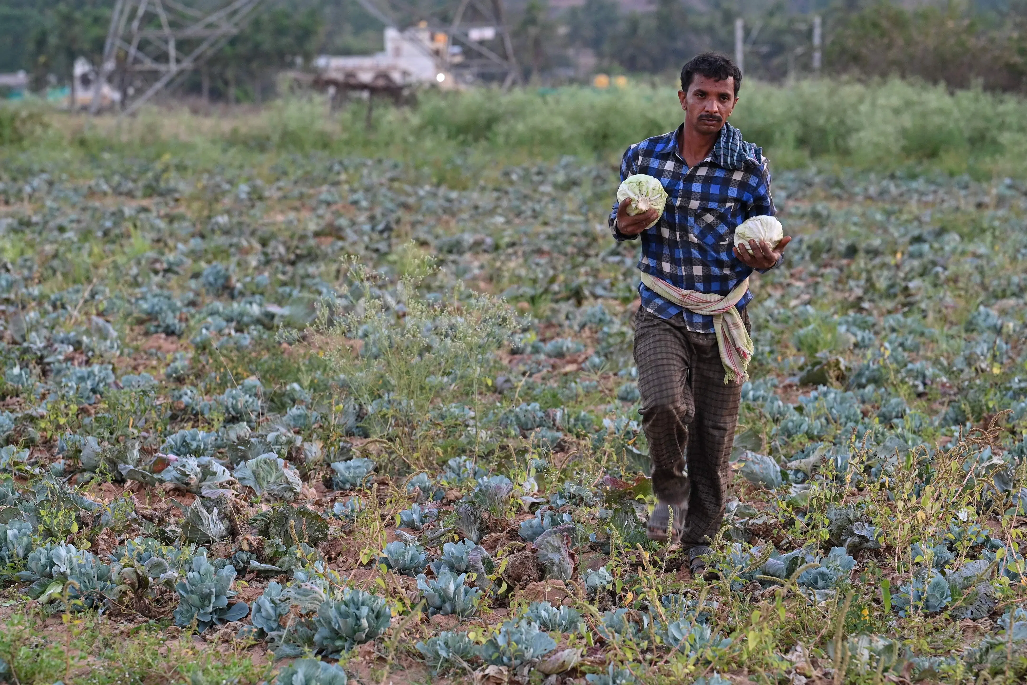 贫困、文盲、缺乏社会安全网等现实壁垒，封堵了部分农民的前往大城市谋生的退路，最终迫使他们选择轻生。（法新社）