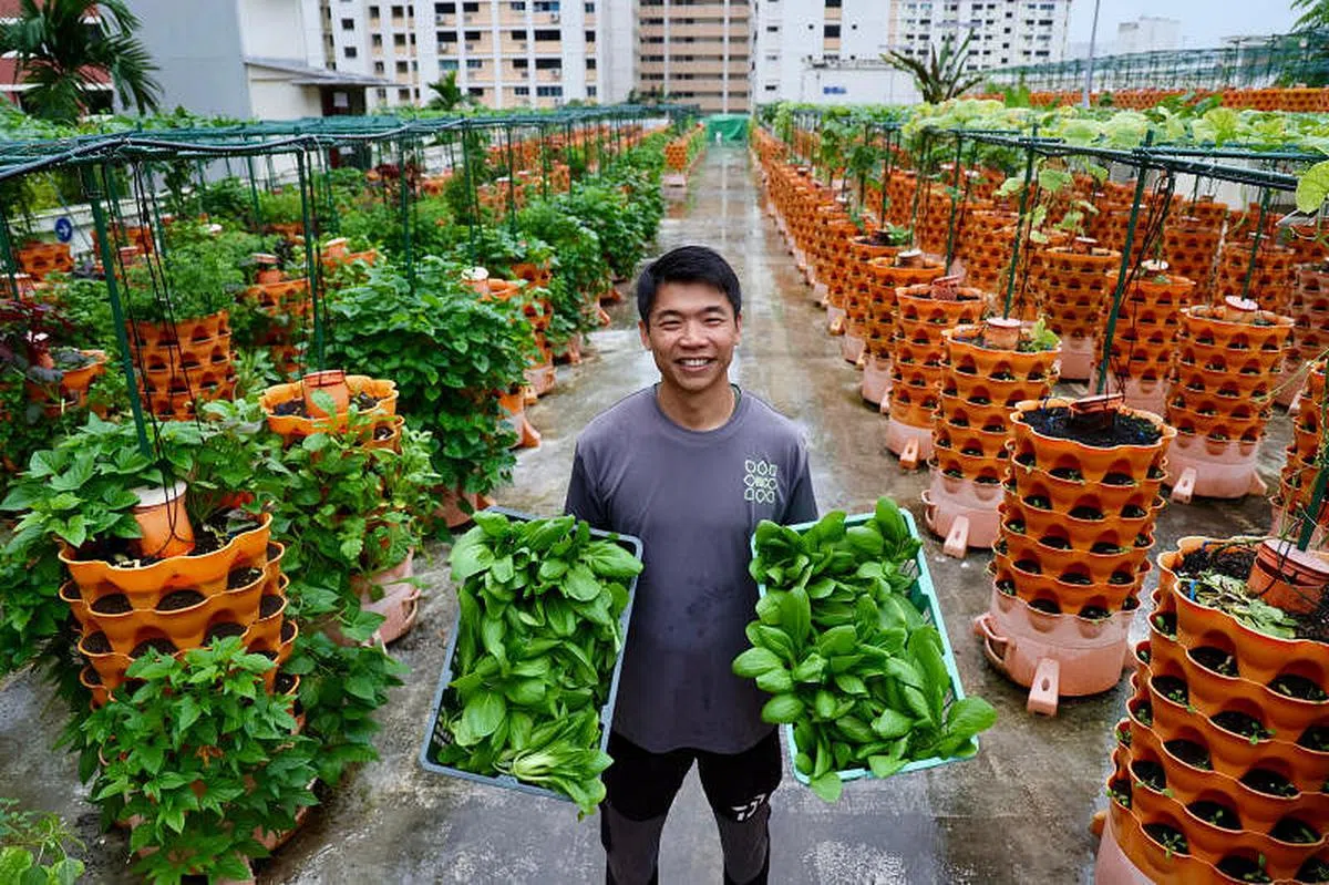 Nature’s International Commodity创办人吴庭宽说，这座商业农场可以种植60多种蔬菜，农场会员每星期可以前往采摘两公斤的新鲜蔬菜。（龙国雄摄）