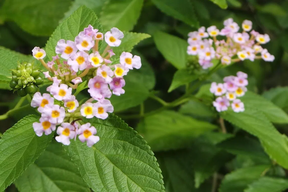 马缨丹的花色会变化，所以也称为变色草、五色彩球。（夏心摄）