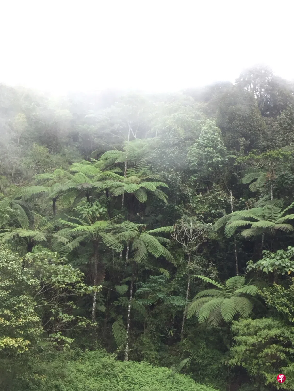 辛羽：桫椤——陆生植物的“活化石” | 联合早报