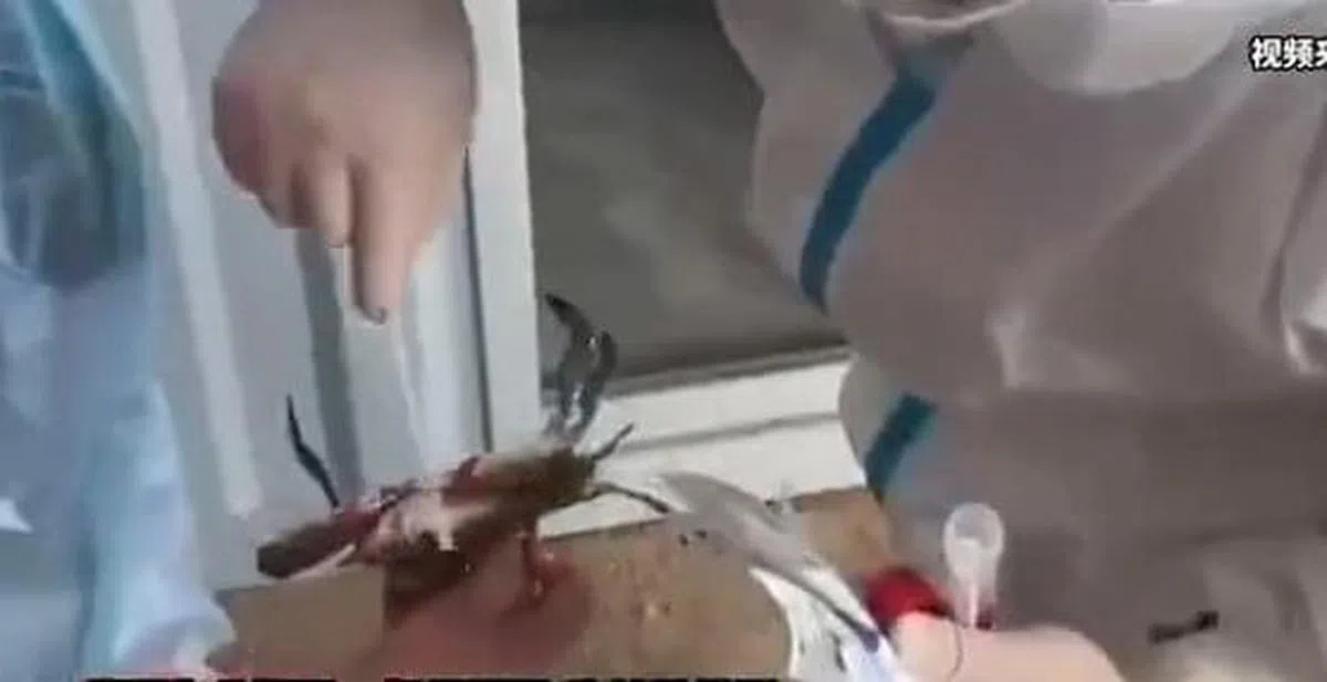 视频显示，工作人员还对一只螃蟹进行了采样。