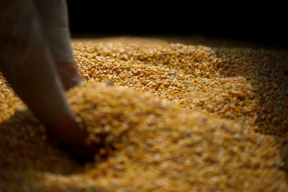 墨西哥一家牛饲料厂内，一名工人正捧起从美国进口的转基因黄玉米。 （路透社）