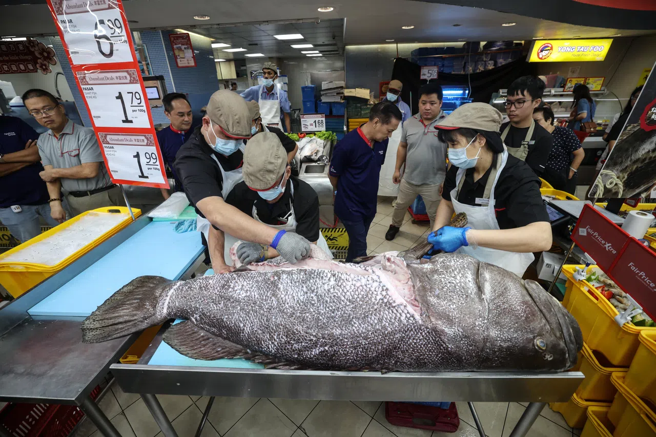 平价超市购入历来最大的野生石斑鱼，整条鱼几乎被蜂拥的顾客抢购一空。（关俊威摄）