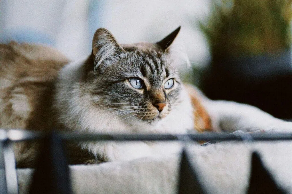 日本研究所研发新药 或有助治疗猫慢性肾病