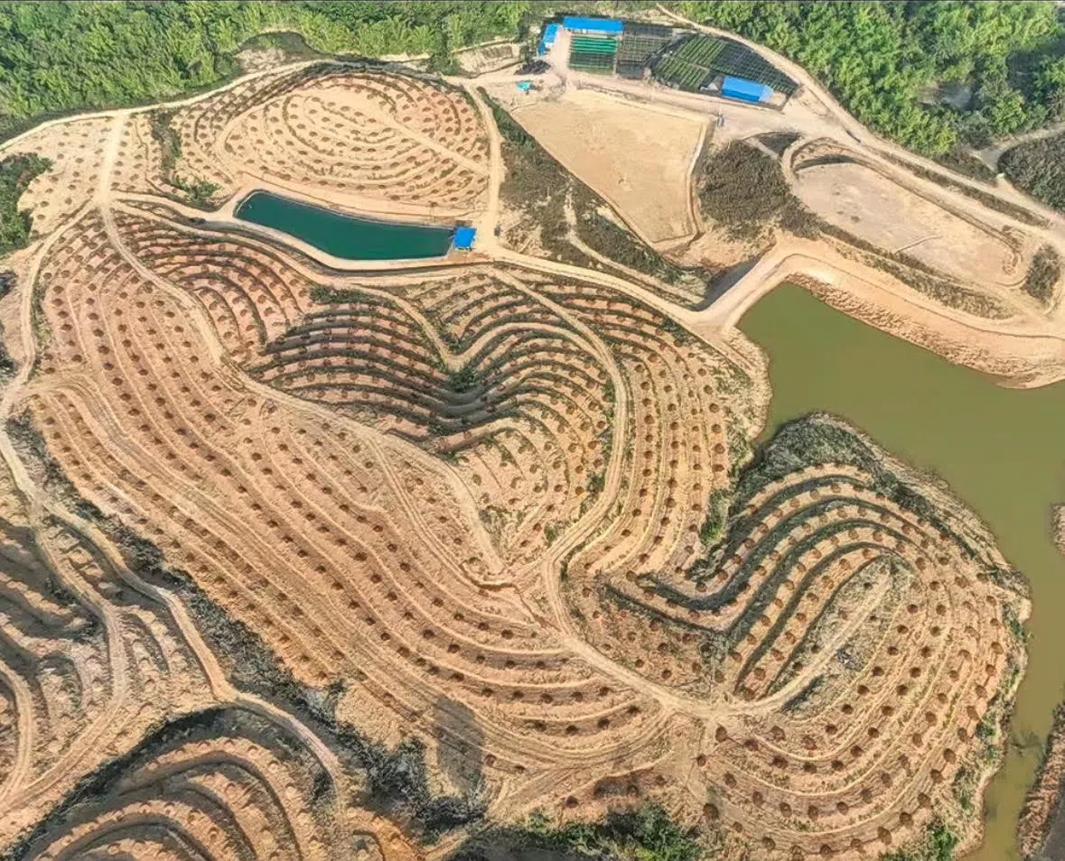 老挝红龙榴梿产业集团在万象省的榴梿园，首期试验区已开发约60公顷土地。（受访者提供）